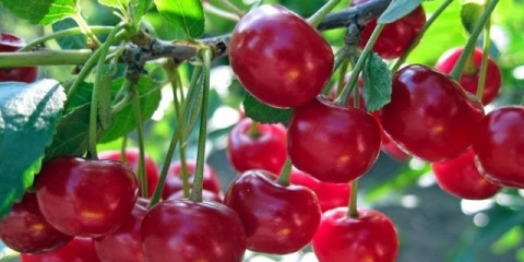 Priprema trešnje za zimu: ostavljanje u jesen, u avgustu, septembru, nakon plodonošenja